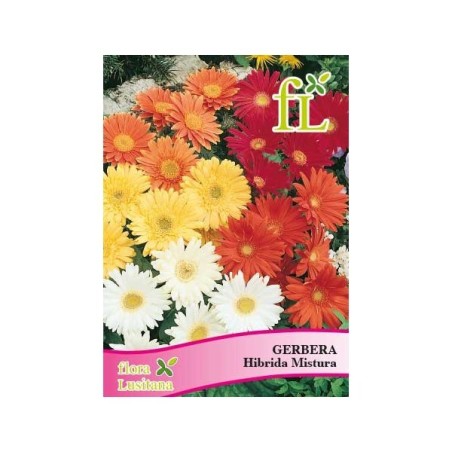 GERBERA HIBRIDA MISTURA