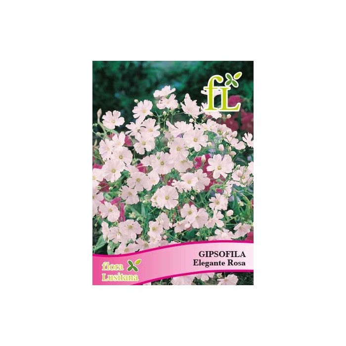 GIPSOFILA ELEGANTE ROSA