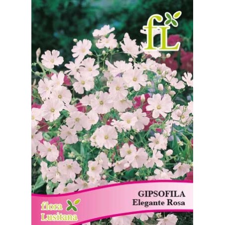 GIPSOFILA ELEGANTE ROSA
