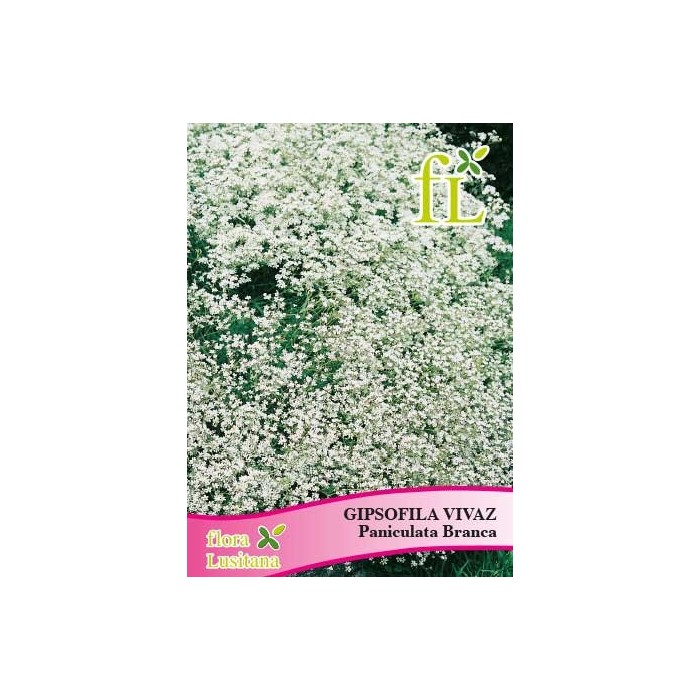 GIPSOFILA ELEGANTE PANICULADA BRANCA