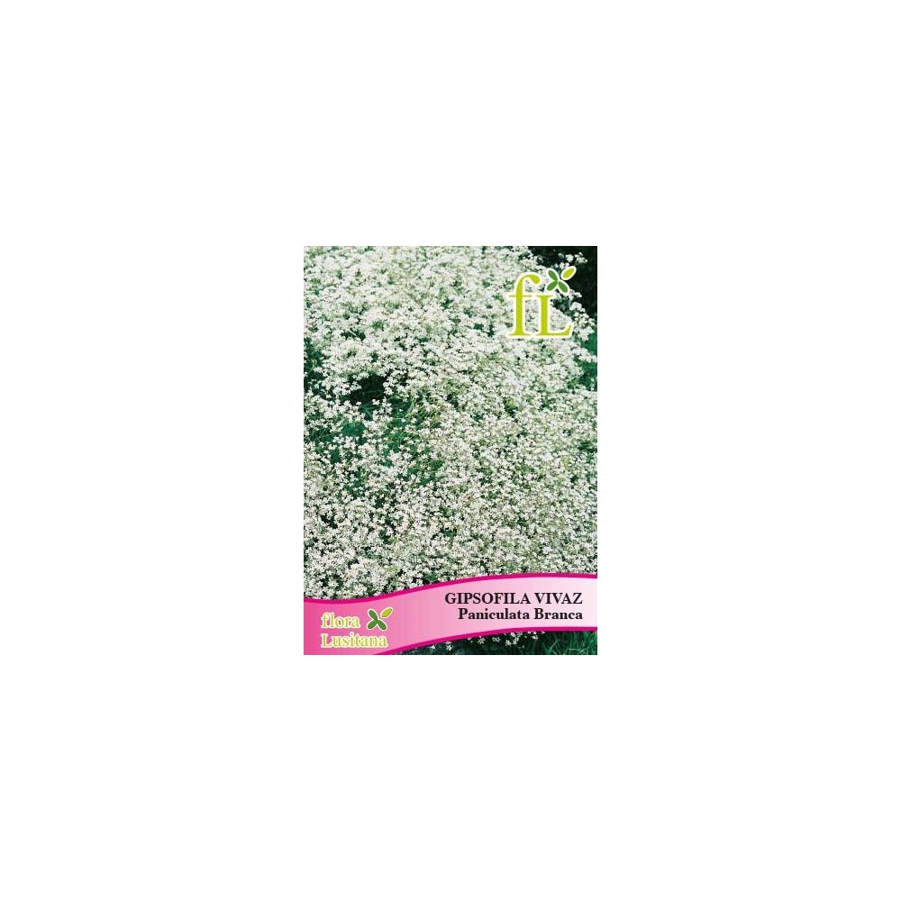 GIPSOFILA ELEGANTE PANICULADA BRANCA