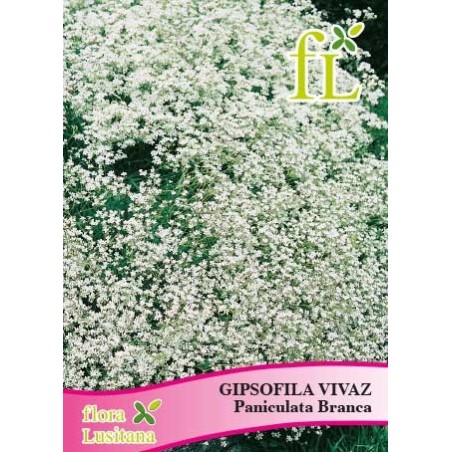 GIPSOFILA ELEGANTE PANICULADA BRANCA