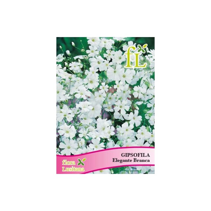 GIPSOFILA ELEGANTE BRANCA