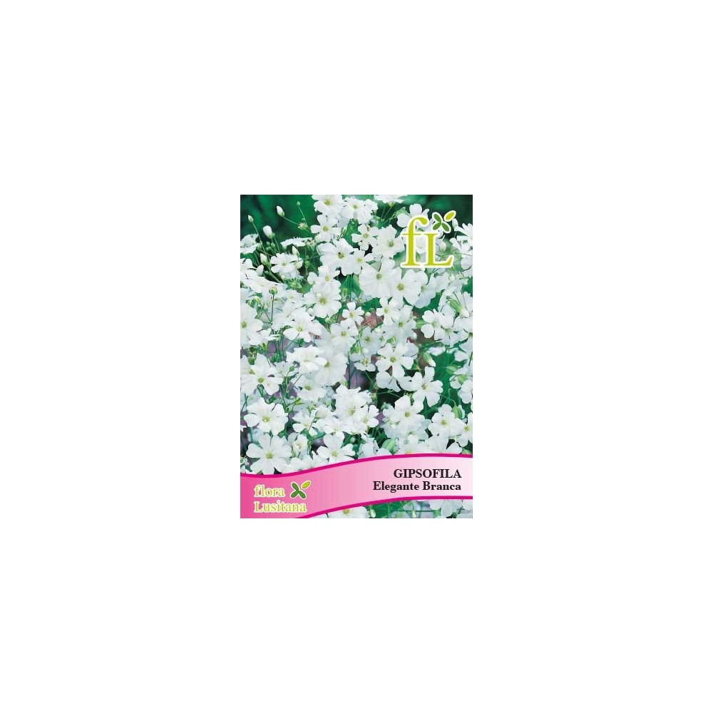 GIPSOFILA ELEGANTE BRANCA