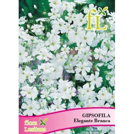 GIPSOFILA ELEGANTE BRANCA