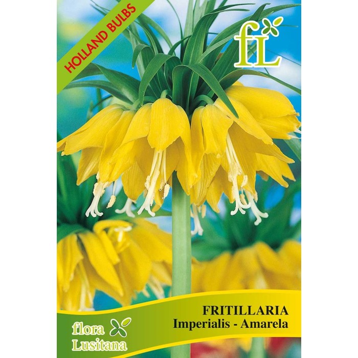 FRITILLARIA IMPERIAL SORTIDA