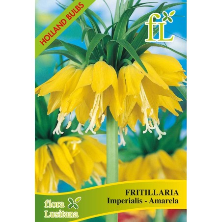 FRITILLARIA IMPERIAL SORTIDA