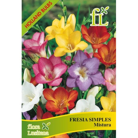 FRESIAS SIMPLES SORTIDAS