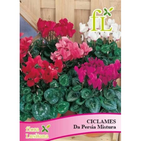 CICLAMES DA PERSIA MISTURA