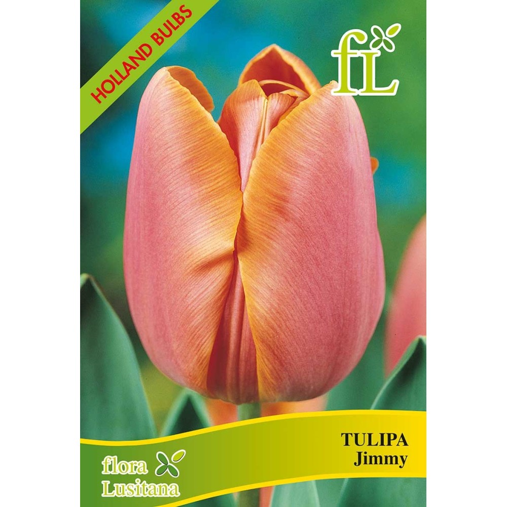 BOLBOS TULIPAS SORTIDAS