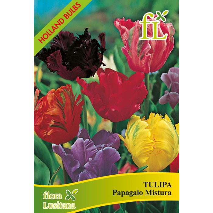 BOLBOS TULIPAS PAPAGAIO MISTURA