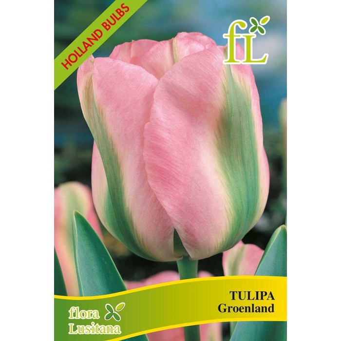 BOLBOS TULIPAS DOBRADAS