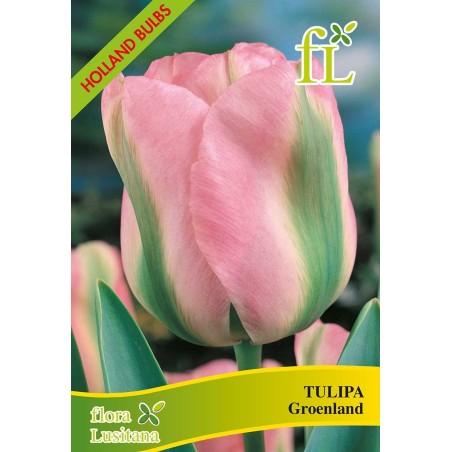 BOLBOS TULIPAS DOBRADAS