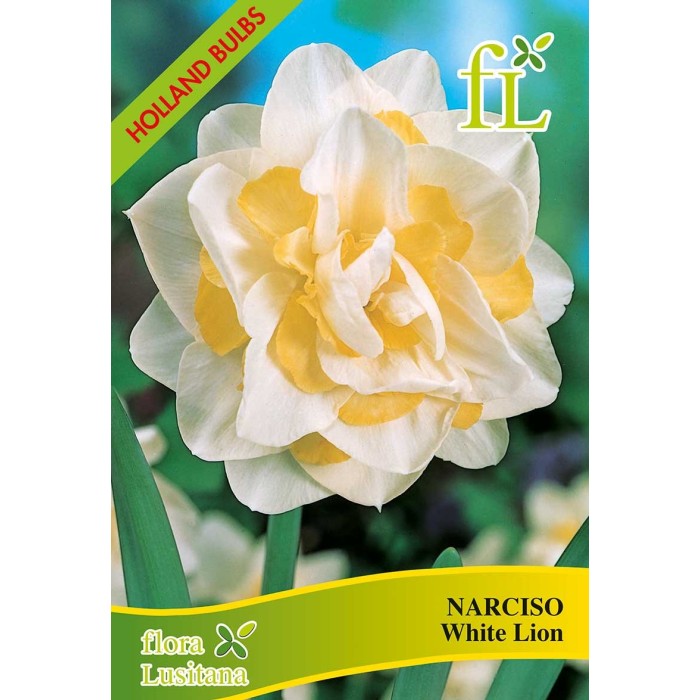 BOLBOS NARCISO DOBRADOS