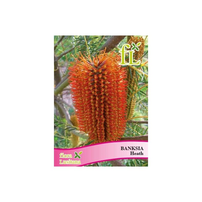 BANKSIA HEATH