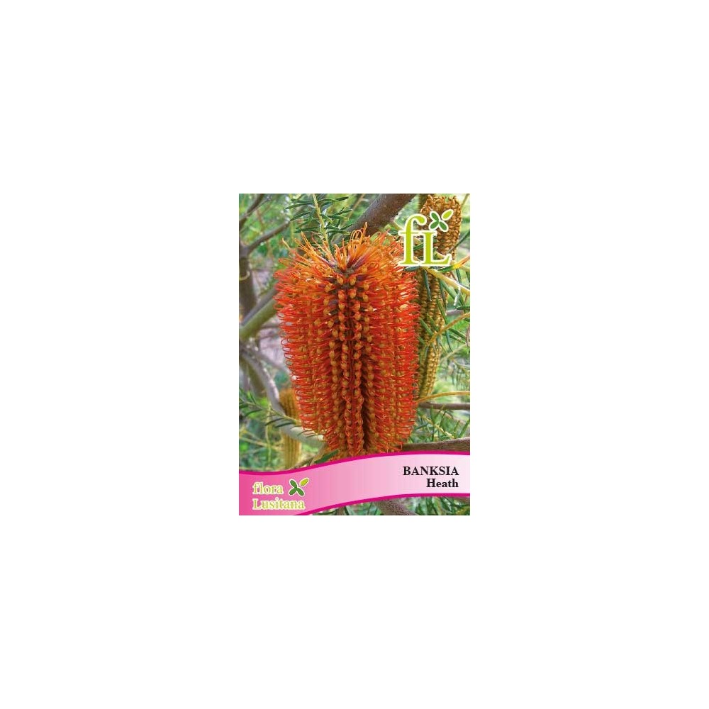 BANKSIA HEATH