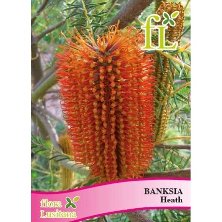 BANKSIA HEATH