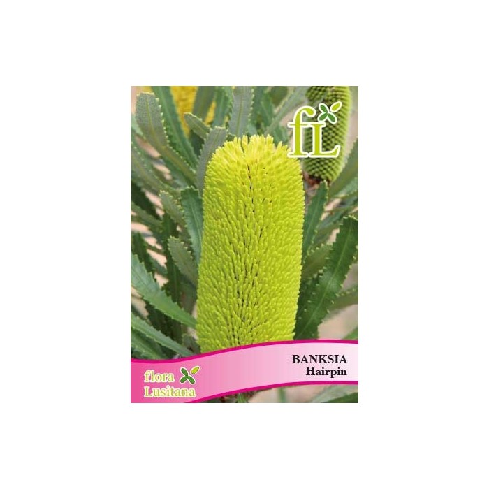 BANKSIA HAIRPIN