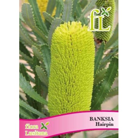 BANKSIA HAIRPIN