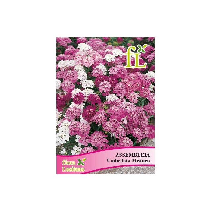 ASSEMBLEIA UMBELLATA MISTURA