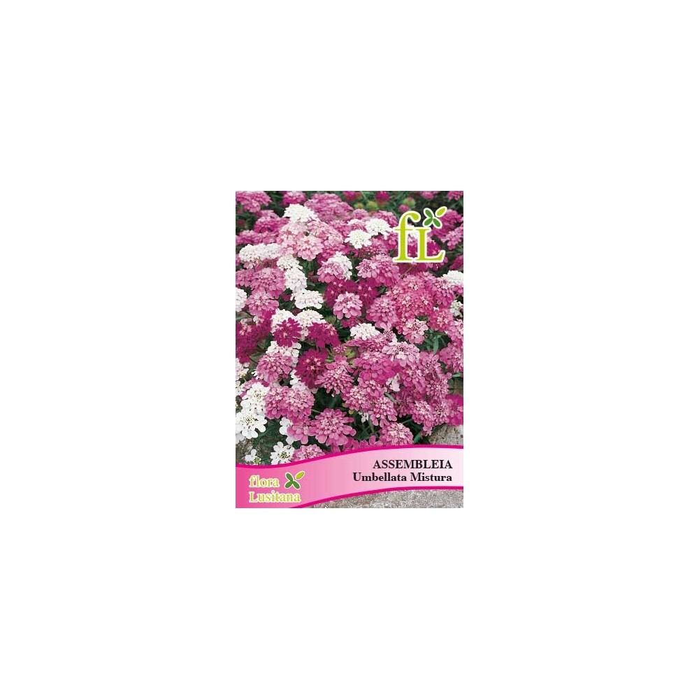 ASSEMBLEIA UMBELLATA MISTURA