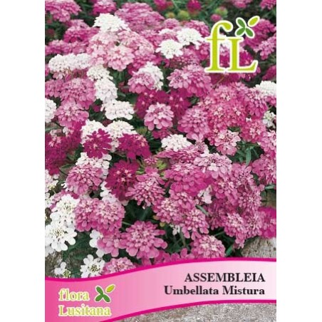 ASSEMBLEIA UMBELLATA MISTURA