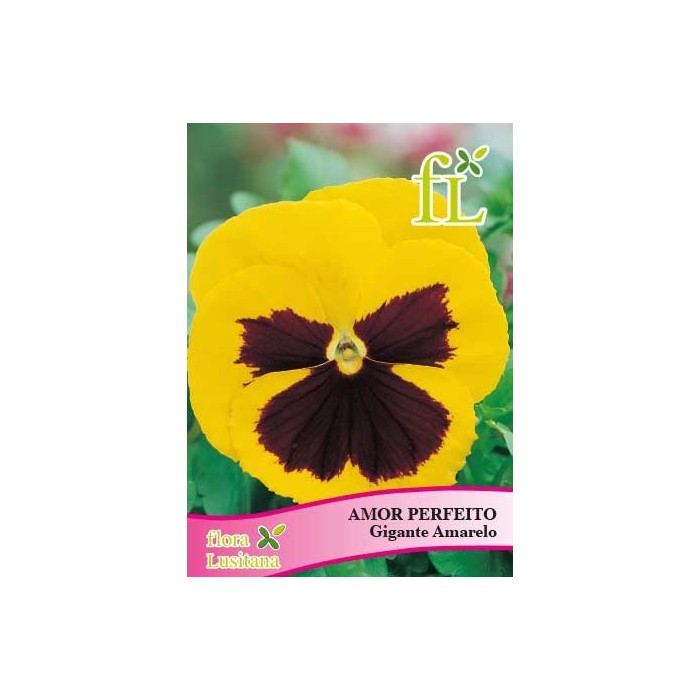 AMOR PERFEITO GIGANTE