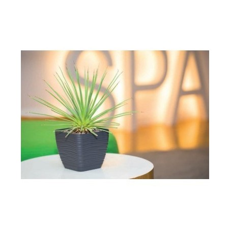 SAHARA PETIT SQUARE WITH SAUCER 15