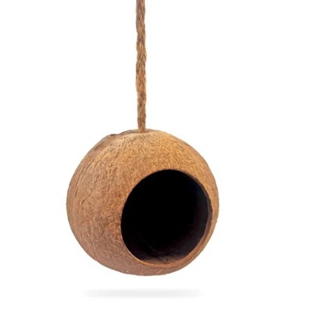 N54 NINHO COCO PARA EXOTICOS