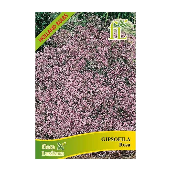 GIPSOFILA ROSA VIVAZ