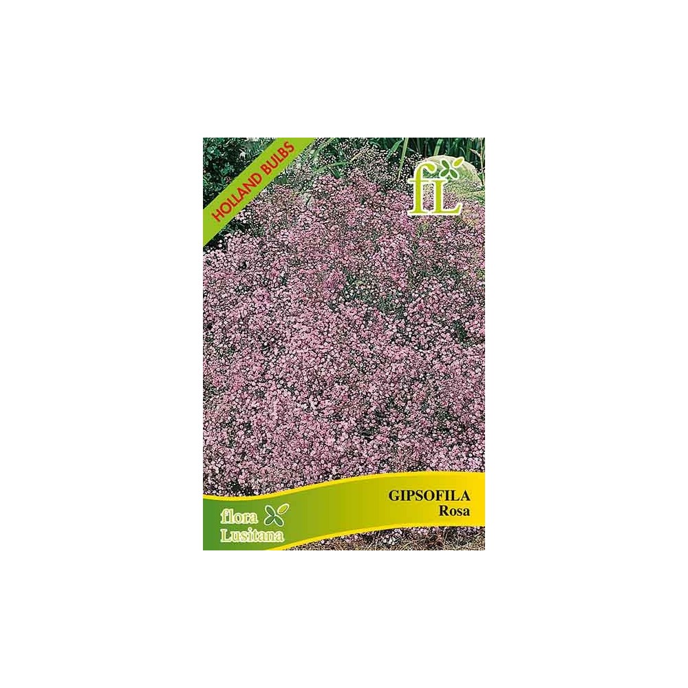 GIPSOFILA ROSA VIVAZ