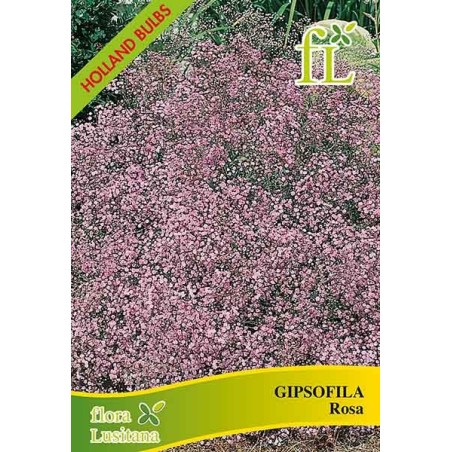 GIPSOFILA ROSA VIVAZ