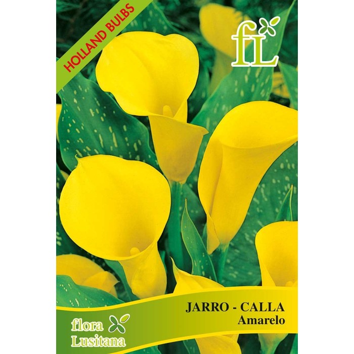 JARRO-CALLA AMARELO