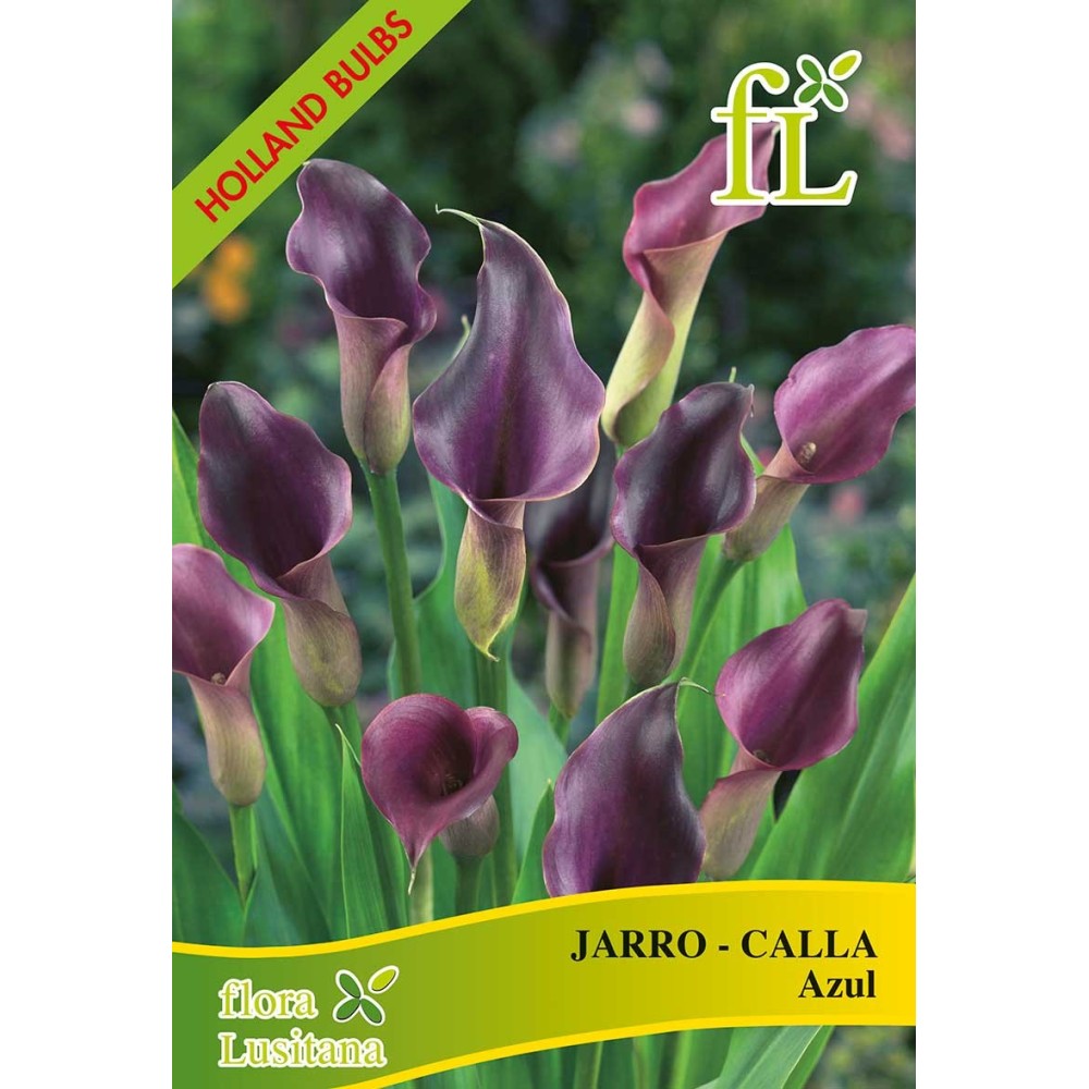 JARRO-CALLA BLUE