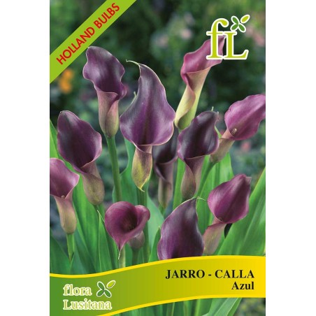 JARRO-CALLA BLUE