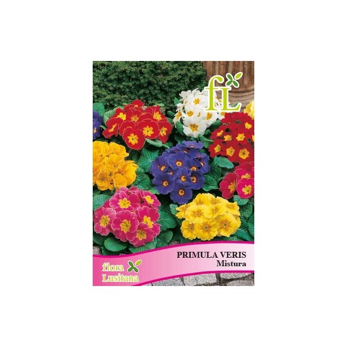 PRIMULA VERIS MISTURA