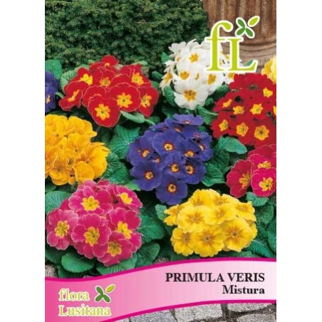 PRIMULA VERIS MISTURA