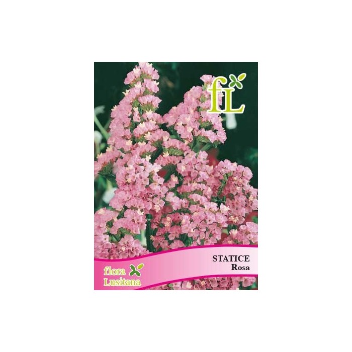 STATICE ROSA