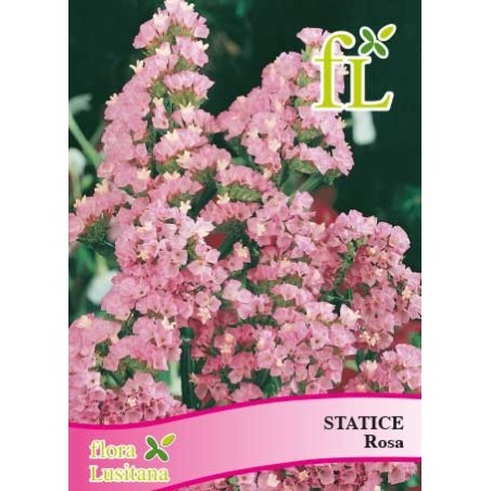 STATICE ROSA