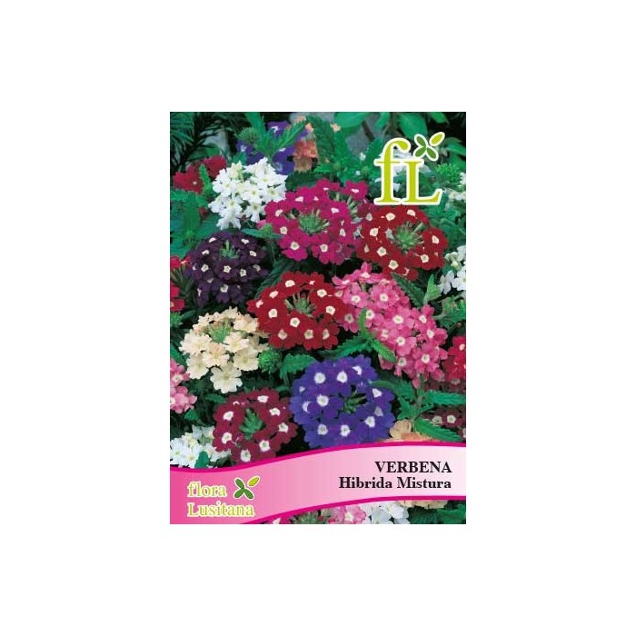 VERBENA HIBRIDA MISTURA