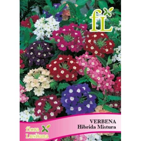 VERBENA HIBRIDA MISTURA