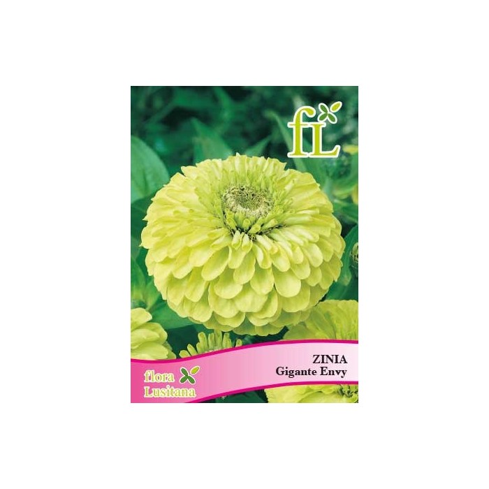 ZINIA GIGANTE ENVY