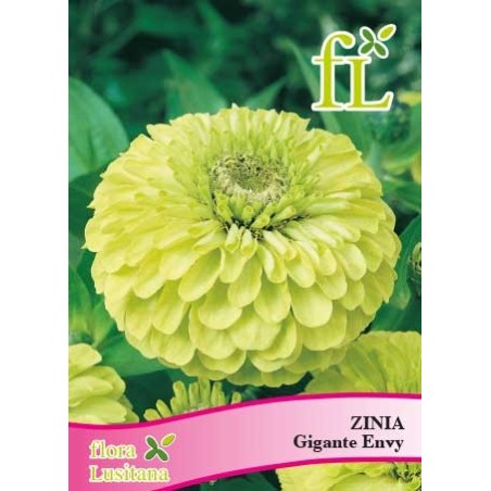 ZINIA GIGANTE ENVY
