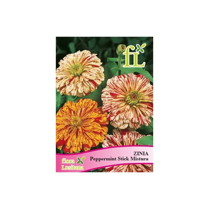 ZINIA PEPPERMINT STICK MISTURA