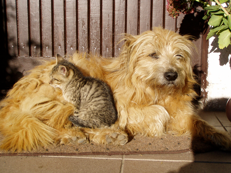 Cães e Gatos - Produtos