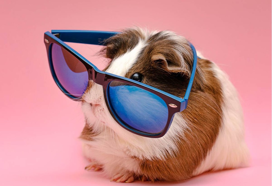 Saving Lives: Animal House Shelter And  Downtown Pet Supply