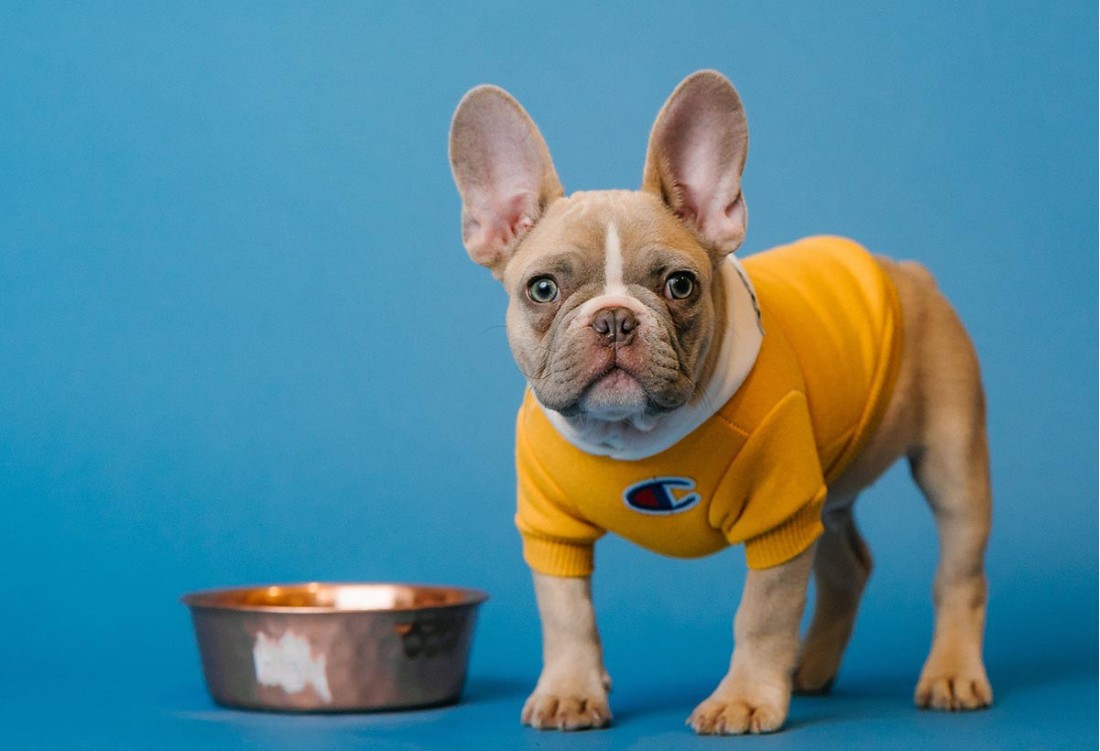 How To Choose The Right Bully Stick  For Your Dog