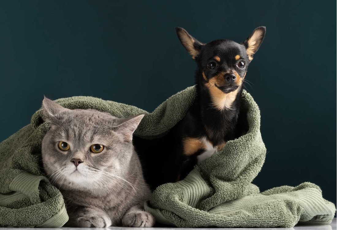 New dishes every day according to your menu