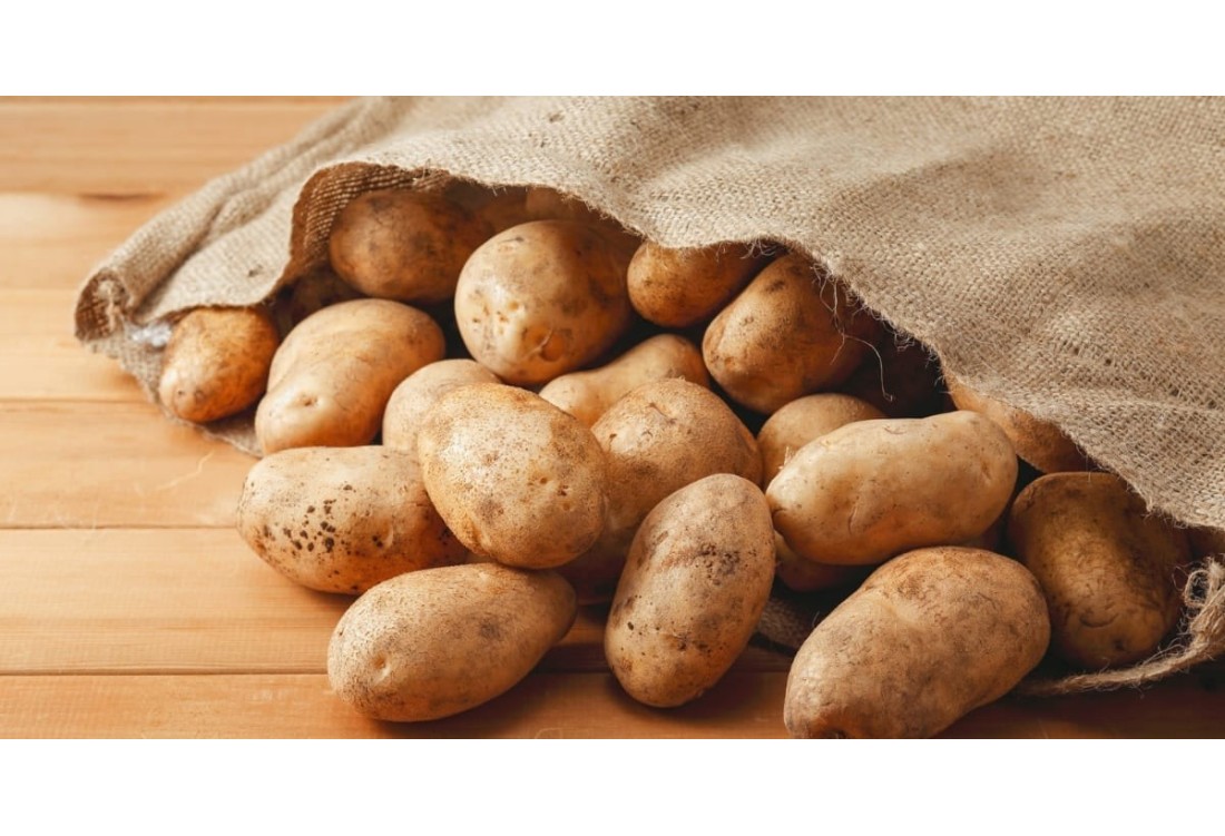 Como Semear Batatas: Guia de Cultivo e Combate ao Míldio